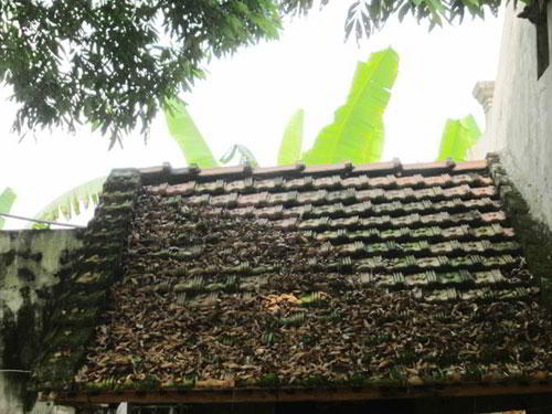 ngoi nha ngoi duy nhat lang vu dai