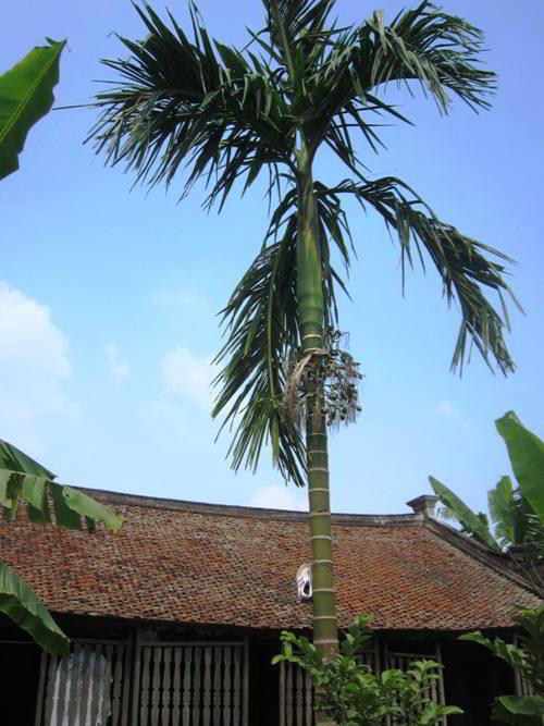 nhan vat ba kien chi pheo