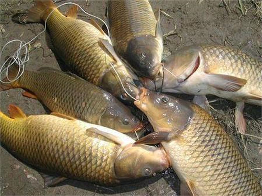 tác dụng của cá chép với bà bầu