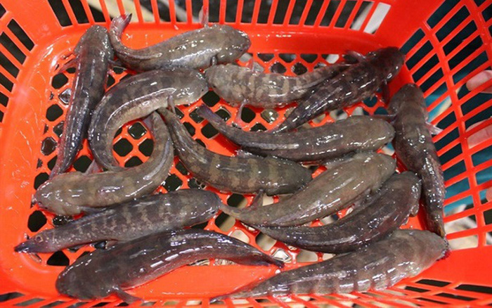 giới thiệu về cá bớp