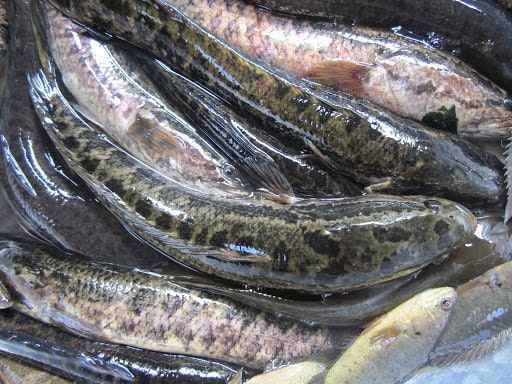 Nguyên Liệu làm cá quả kho