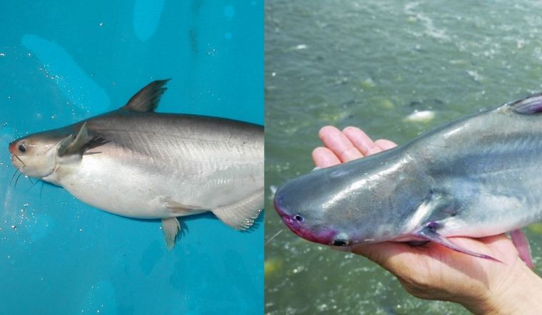 cá tra và cá basa