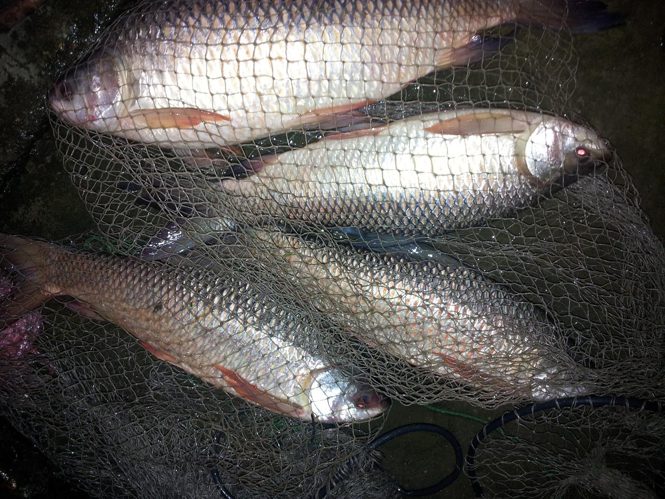 giới thiệu về cá trôi