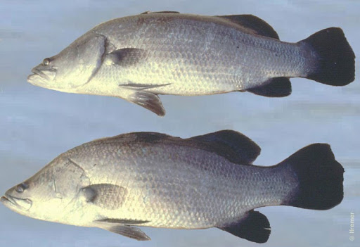 Giới thiệu về cá vược