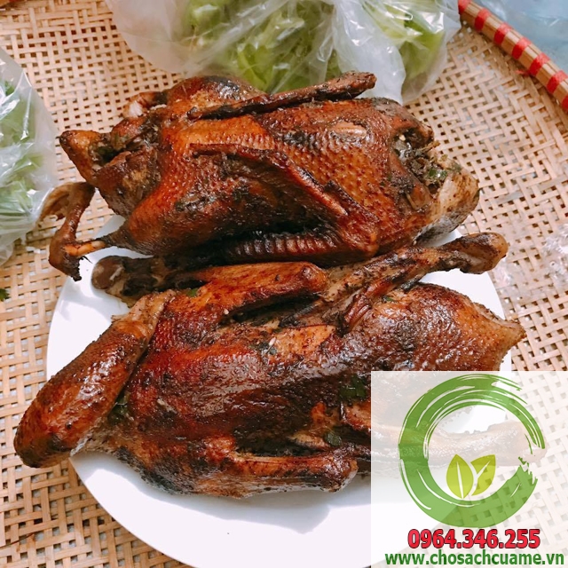 vịt trời tại hà nội