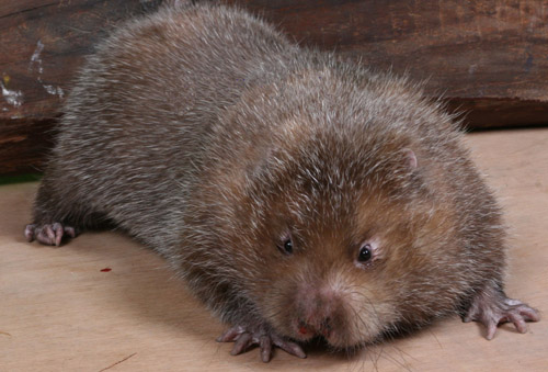 Dúi thịt sống hỗ trợ làm sạch - 800k/kg