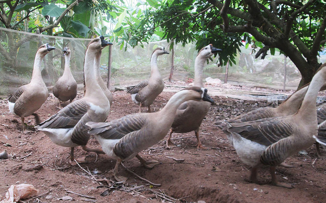 Ngỗng thả vườn - 190k/kg bao công làm sạch