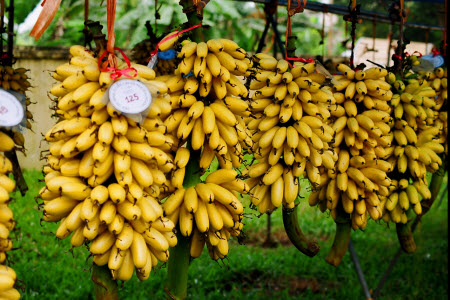 Chuối Ngự Tiến Vua