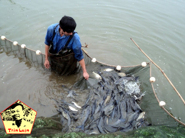 005 De san ca trong ao