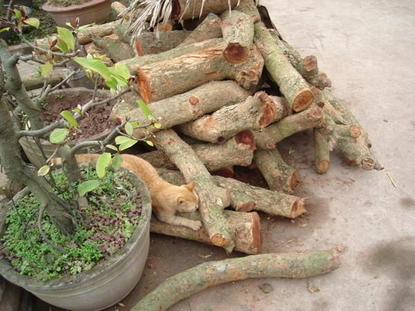 cui kho ca lang vu dai