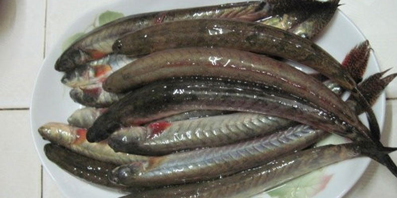 Món ngon cùng cá kèo