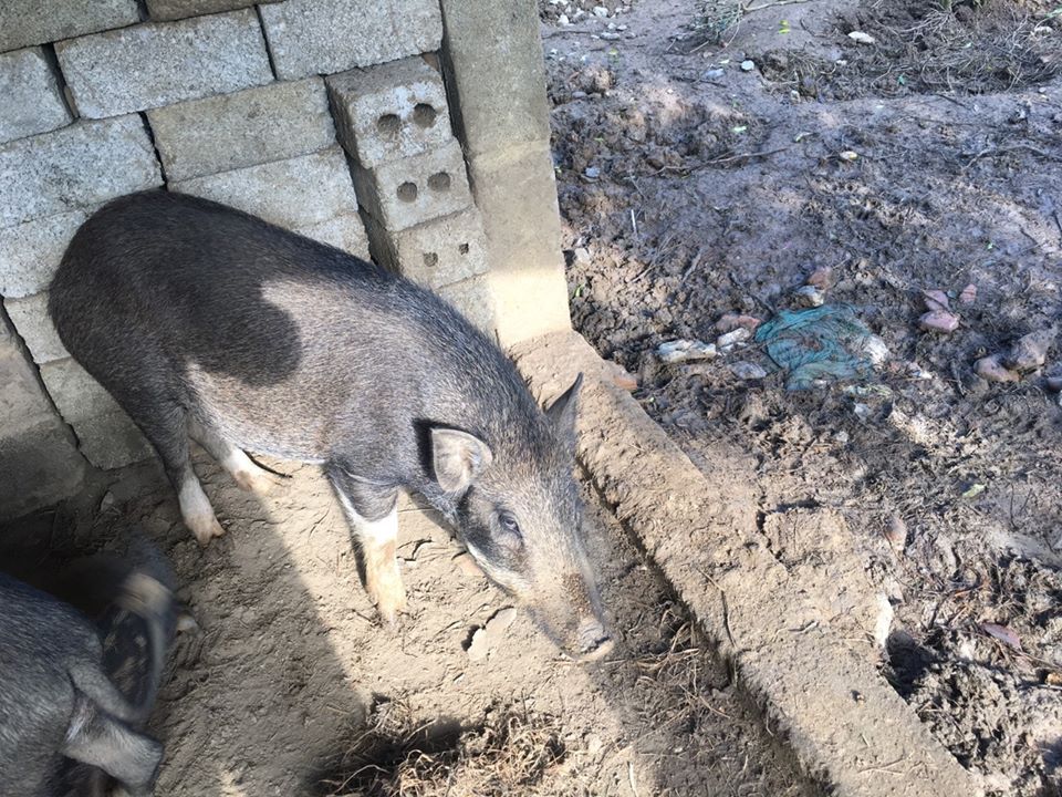 lợn rừng nguyên con