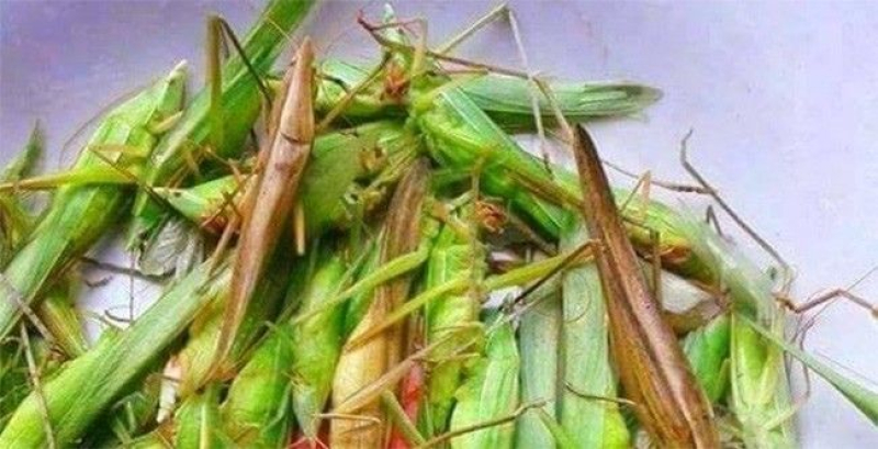 Muỗm lúa tươi sạch - đặc sản dân nhậu 800k/kg