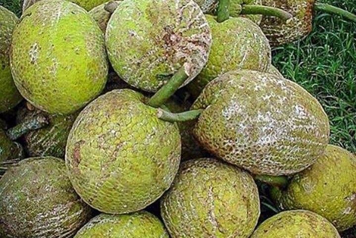 quả sake ở hà nội