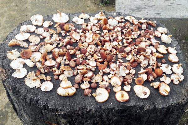 Cách chọn nấm hương rừng chuẩn, thơm ngon