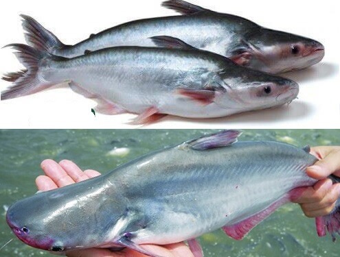 Cách phân biệt cá tra và cá basa