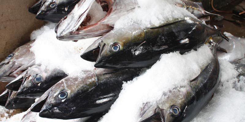 Cá đóng hộp hay cá tươi, cá nào tốt hơn?