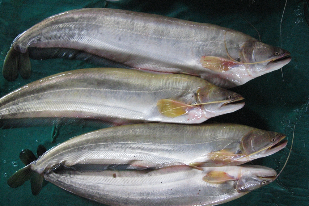 Tác dụng của cá leo đối với cơ thể