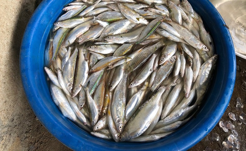 Lợi ích tuyệt vời của cá mương Sông Đà