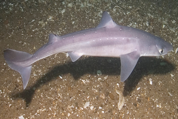 Công dụng của cá Nhám đối với sức khỏe