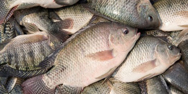 Một số loại cá nên hạn chế ăn, tránh gây hại cho sức khỏe
