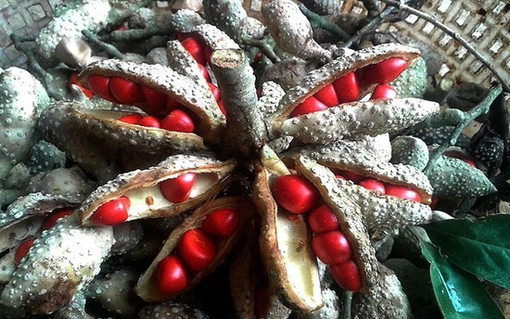 Hạt dổi là gì?