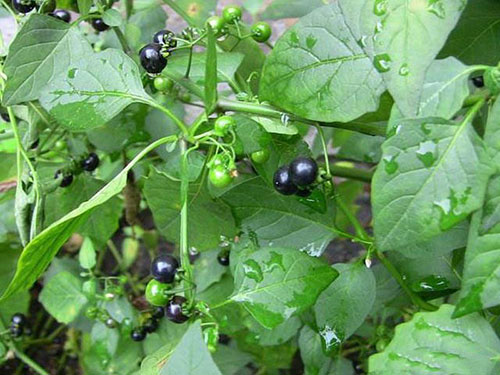 Rau tầm bóp có tác dụng gì?