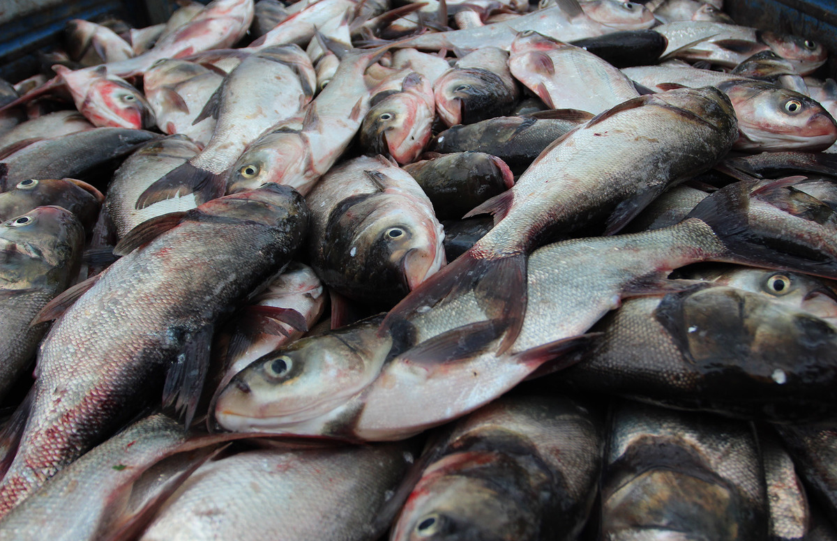 tác dụng của cá mè