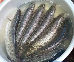 đặc điểm của cá lóc